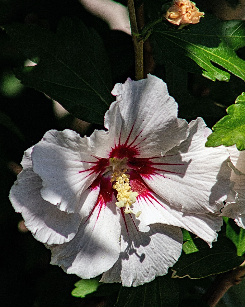 Ernährung für den Hibiskus Ernährung für den Hibiskus