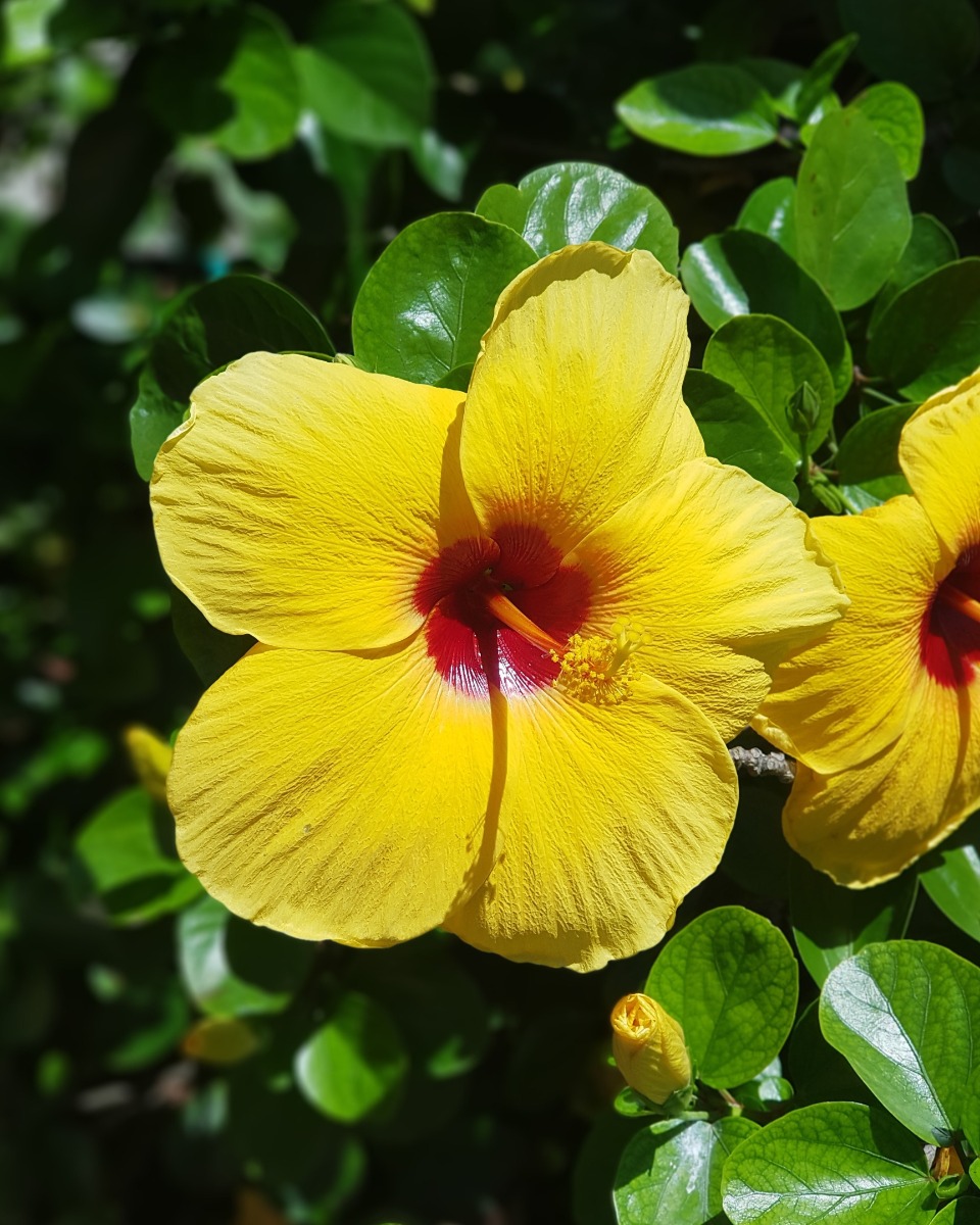 Hibiskus Hibiskus