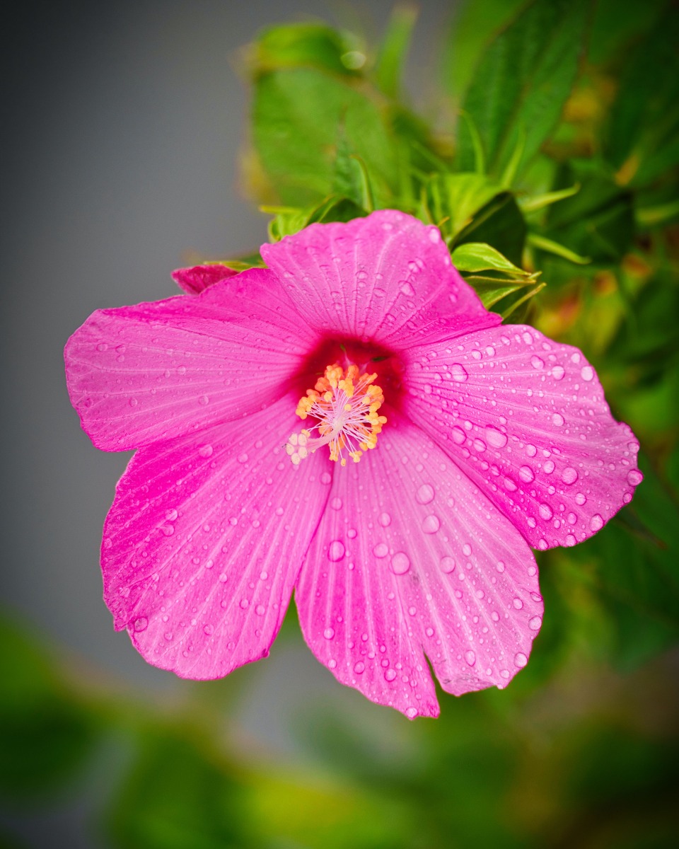 Hibiskus gießen Hibiskus gießen