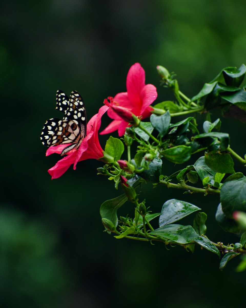 Blumen des Hibiskus Blumen des Hibiskus