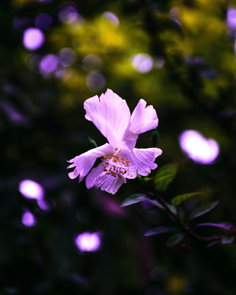 Pflege von Hibiskus