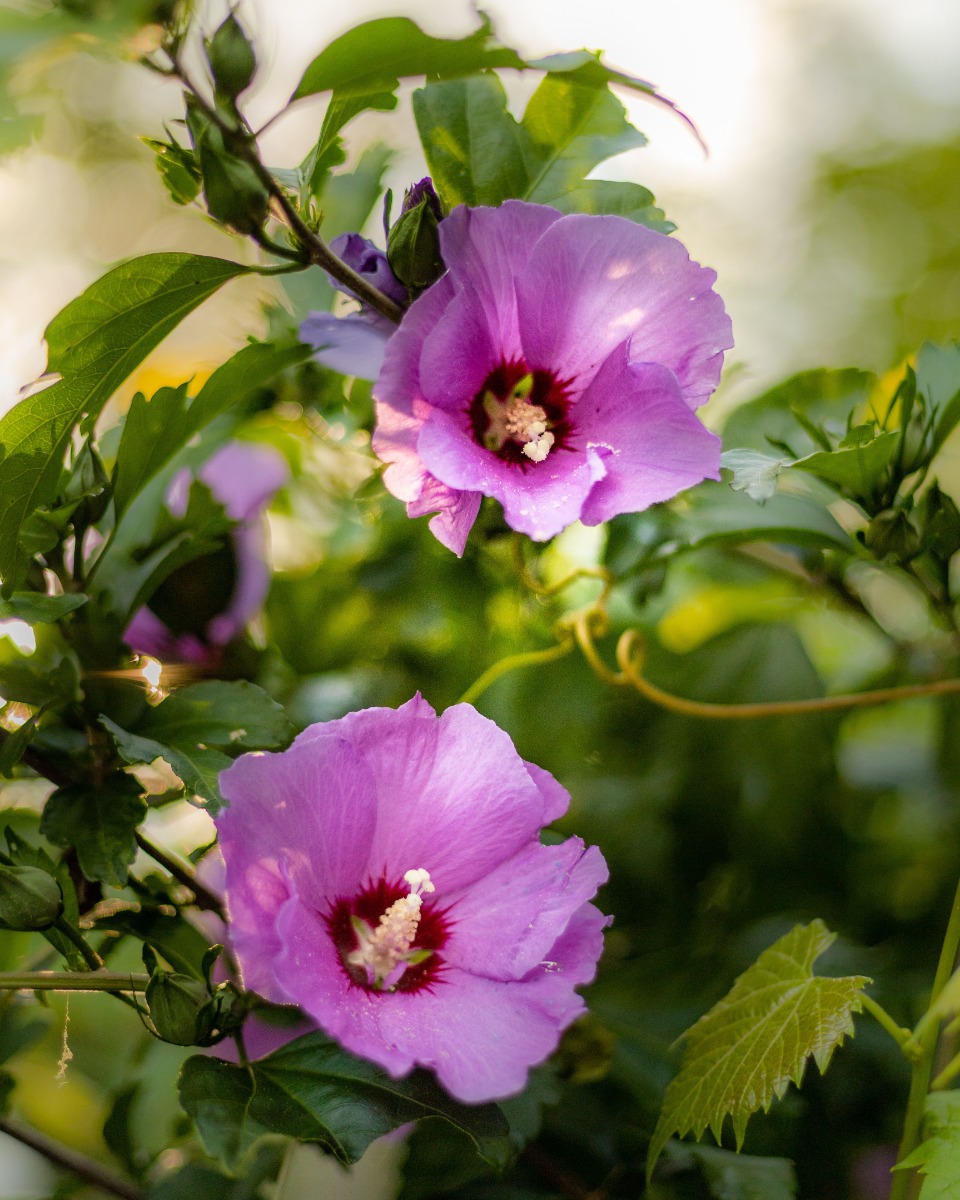 Hibiskuspflanzen