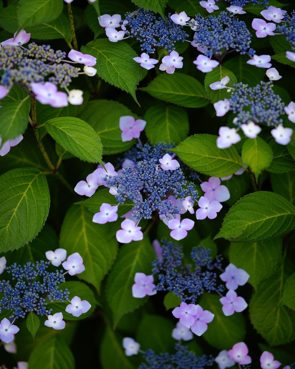 Hortensienblüten