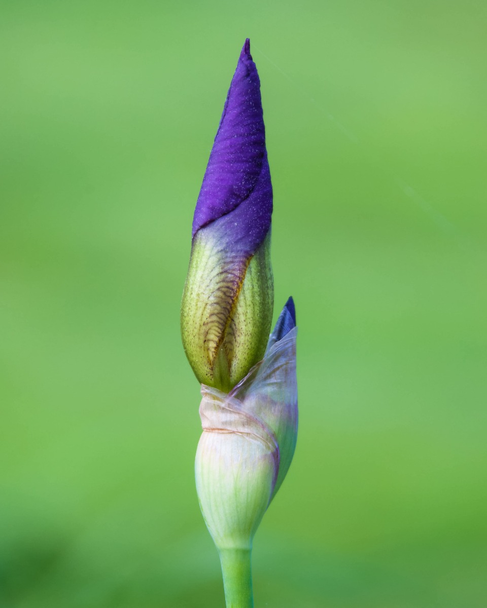 Schwertlilienblüten