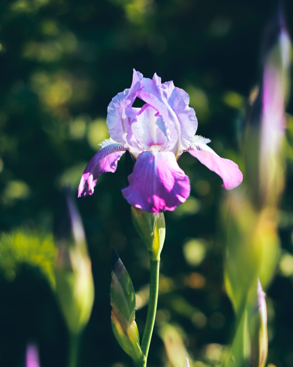 Iris Pflanzen