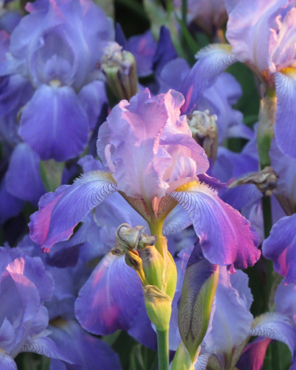 Nahrung für die Iris