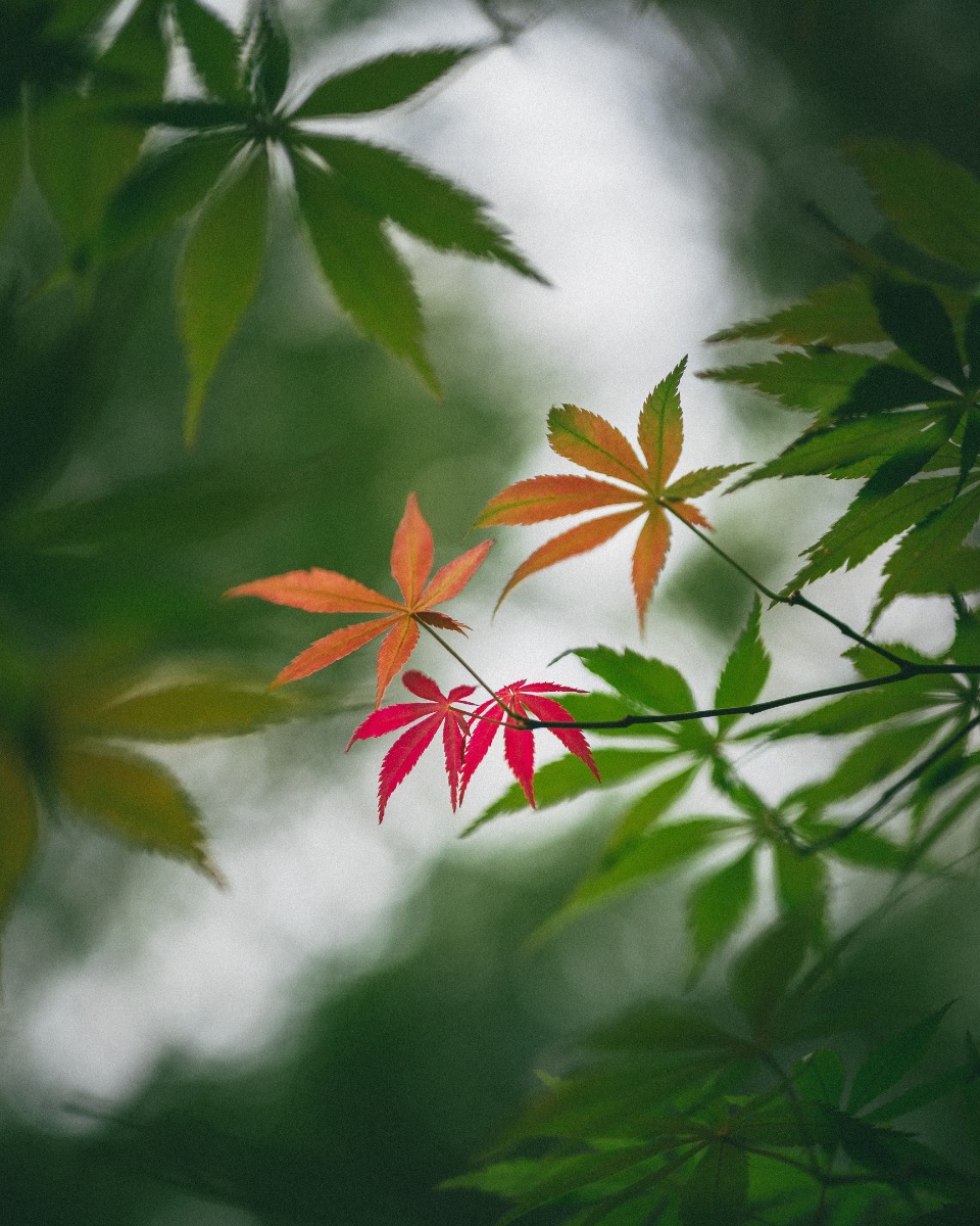 Blüten des japanischen Ahorns