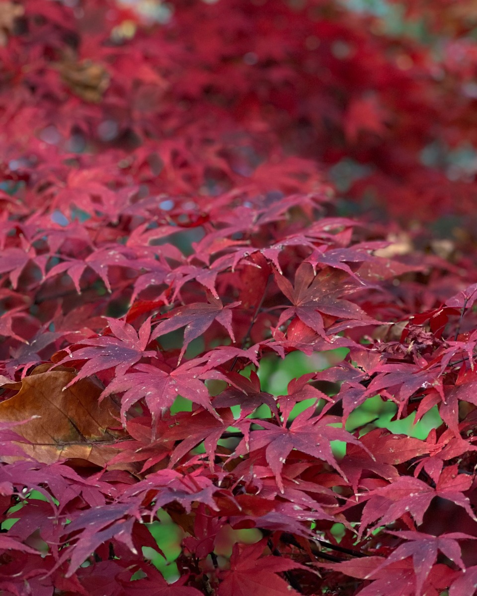 Ernährung für den japanischen Ahornbaum