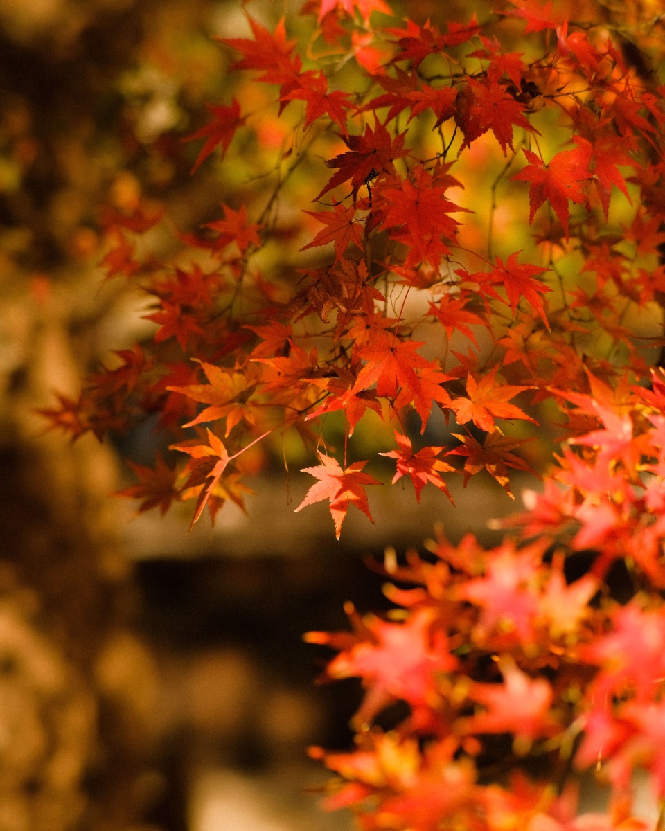 Standort des japanischen Ahorns 