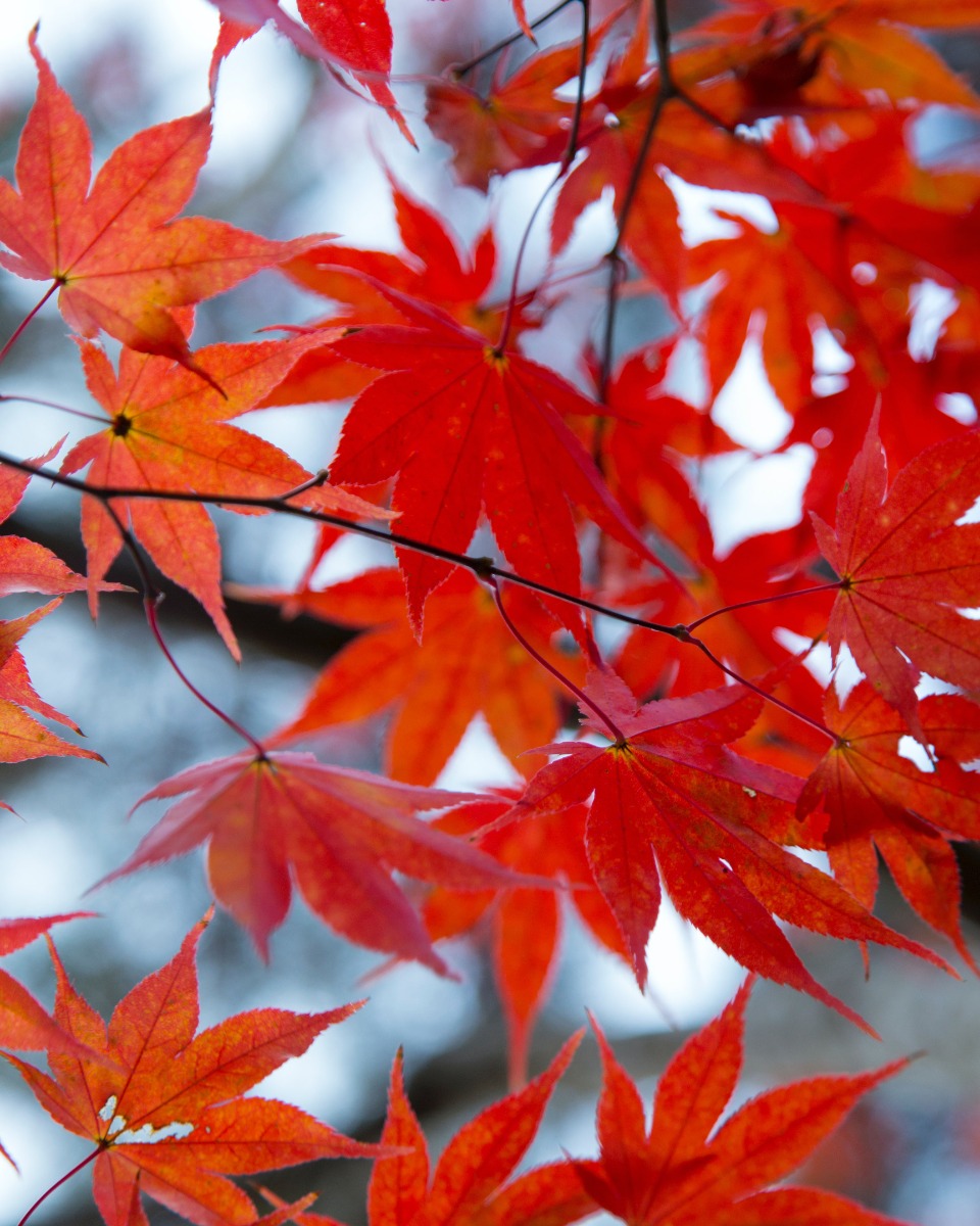 Japanischer Ahorn gießen