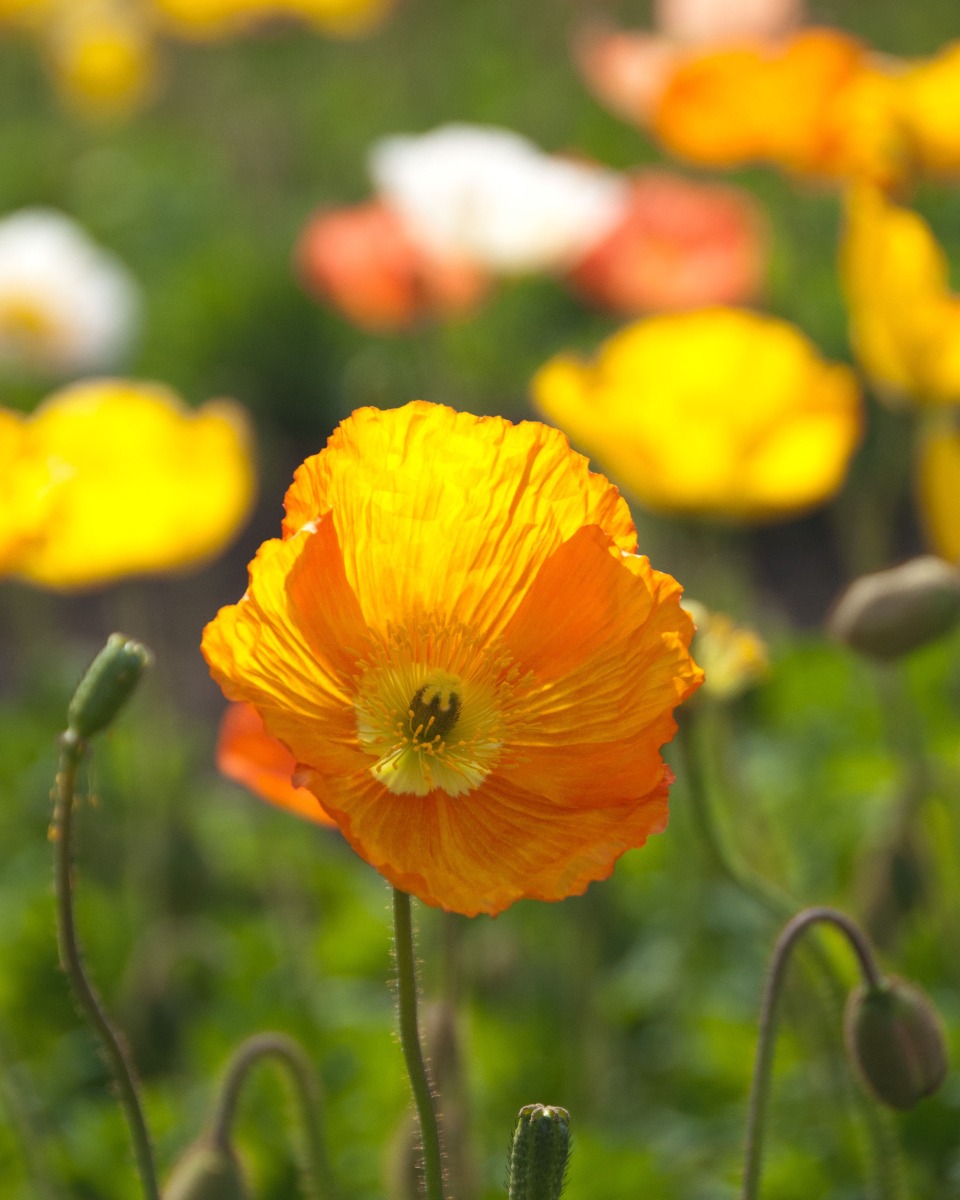 Mohn Mohn