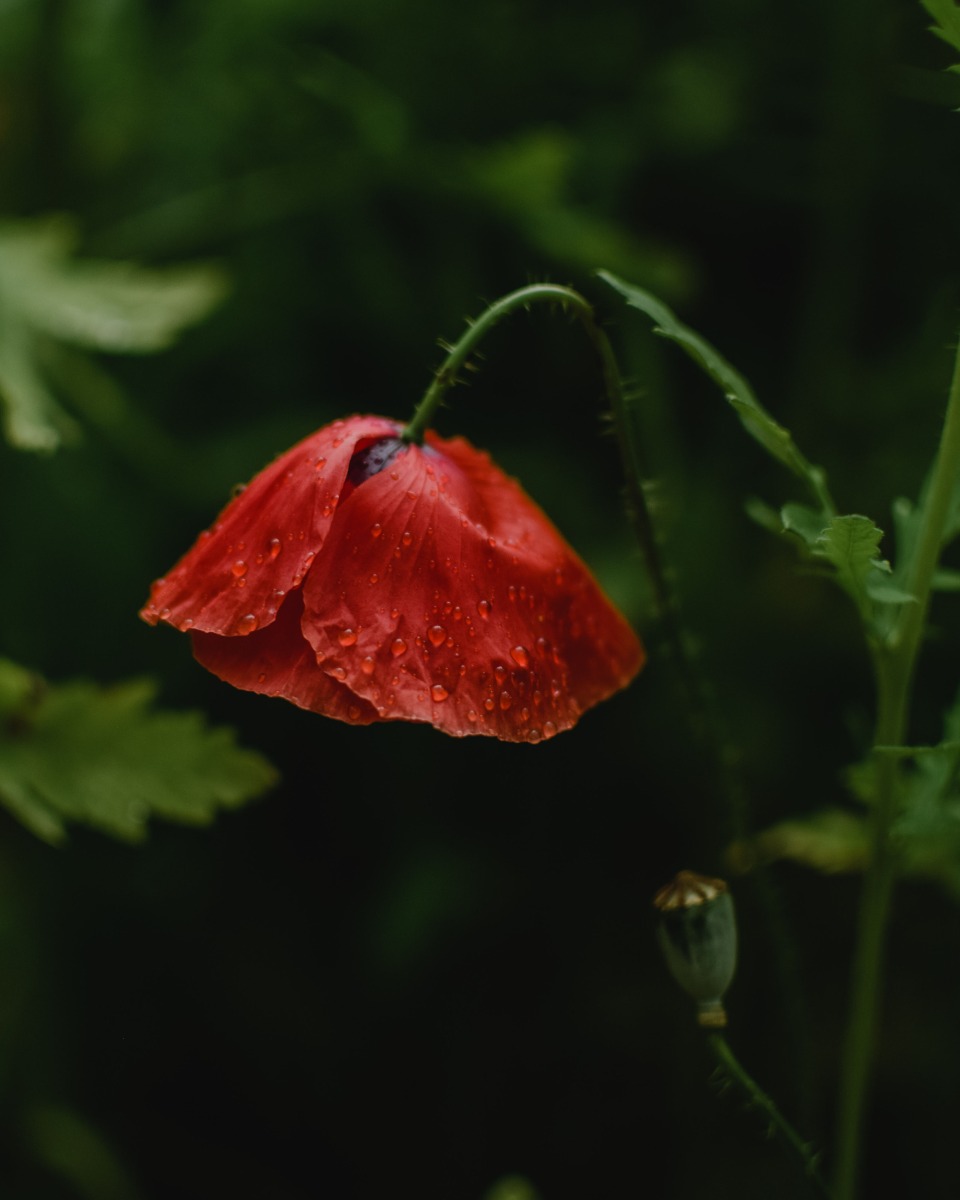 Mohnblumen gießen