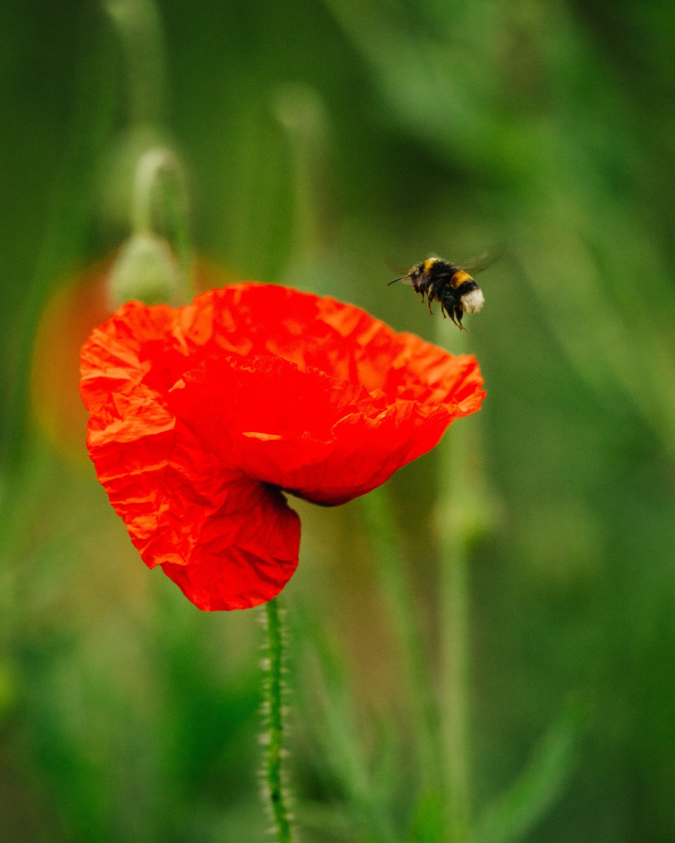 Blumen des Mohns