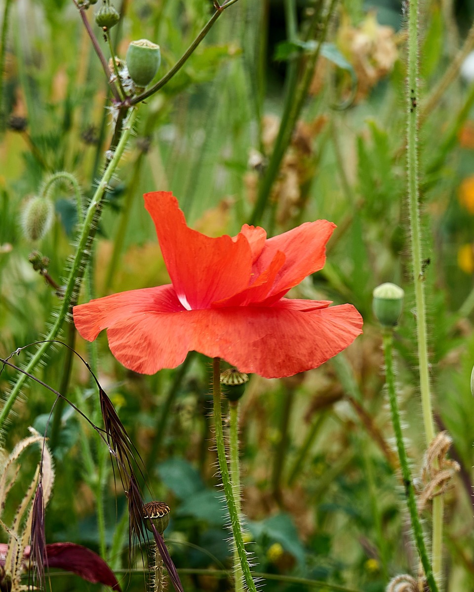 Nahrung für den Mohn