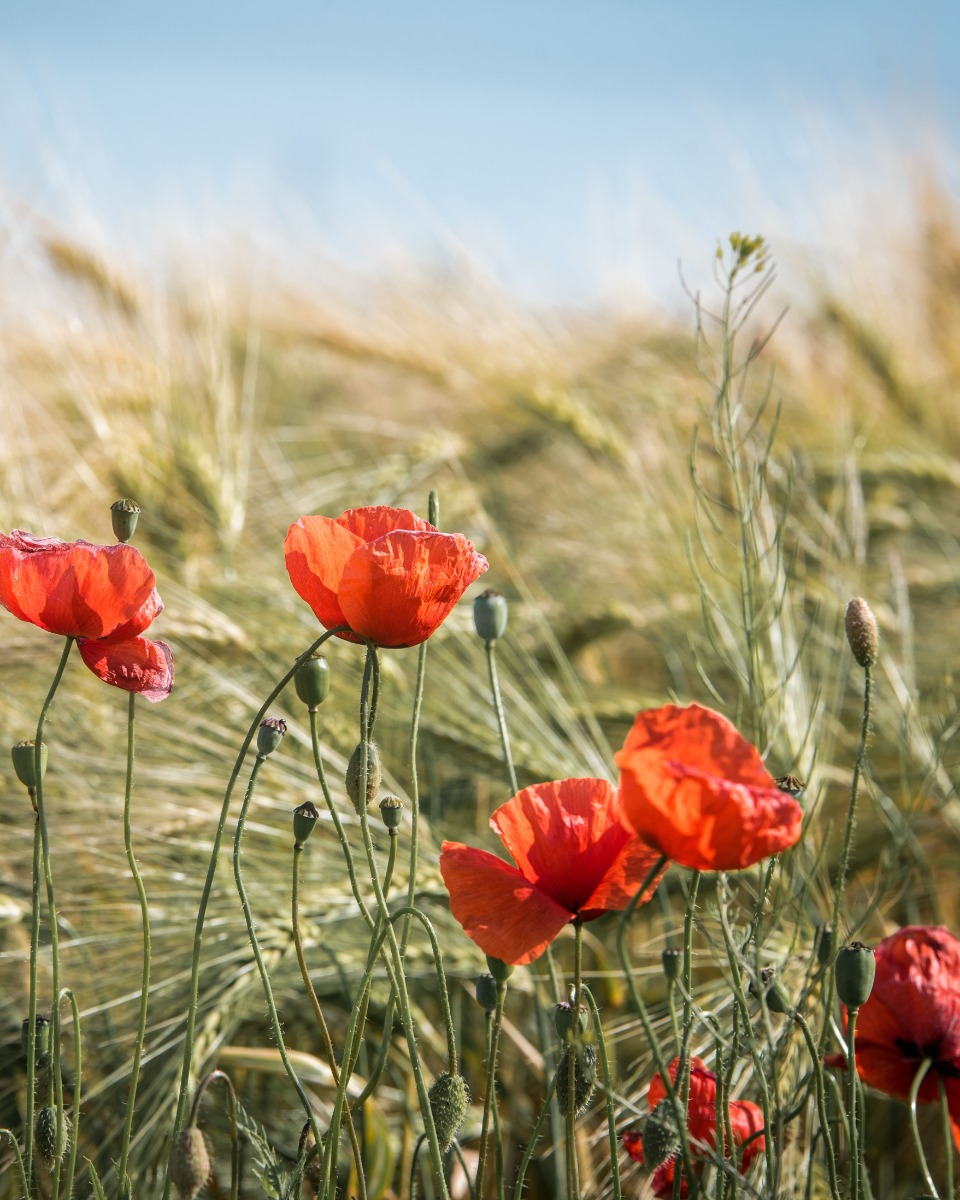 Mohn pflanzen