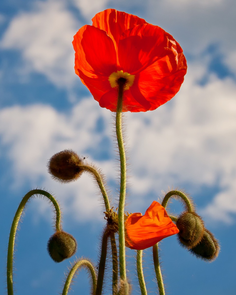 Pflege von Mohnblumen