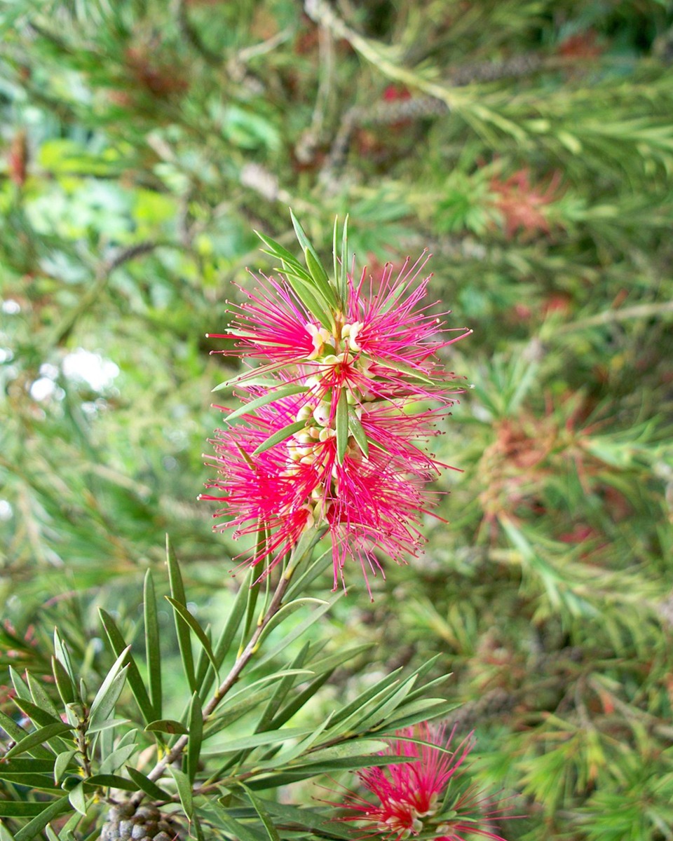 Blumen auf dem Zylinderputzer