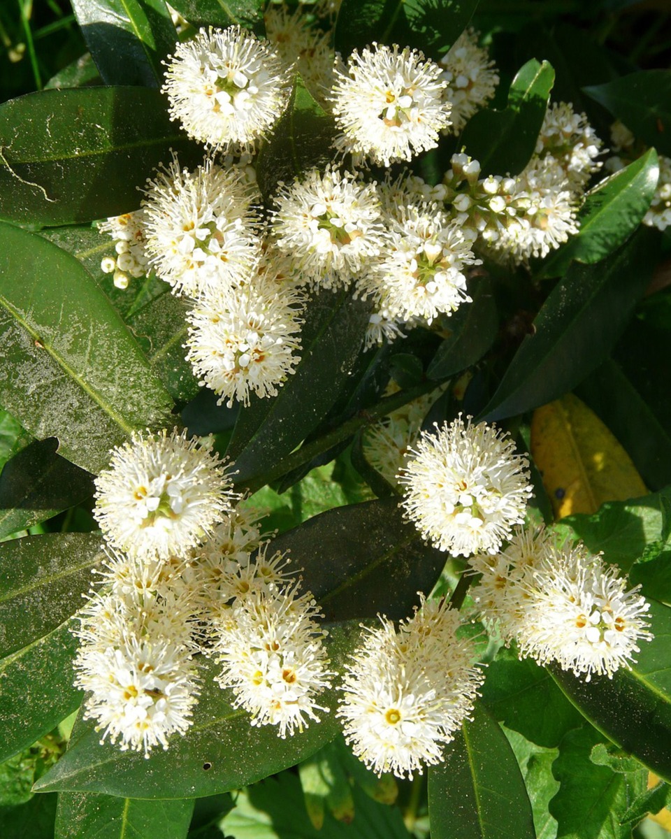 Lorbeer Blumen