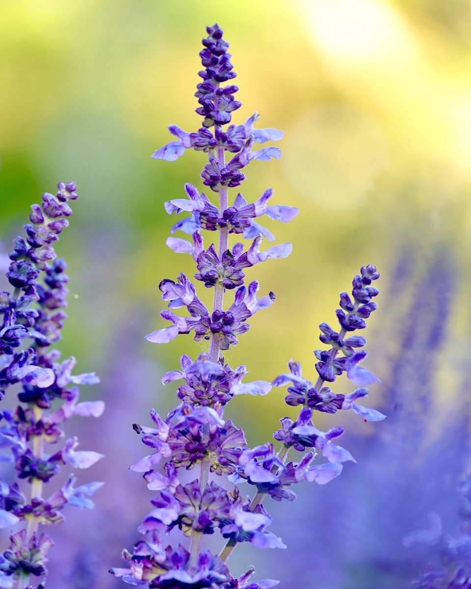 Lebensmittel für Lavendel