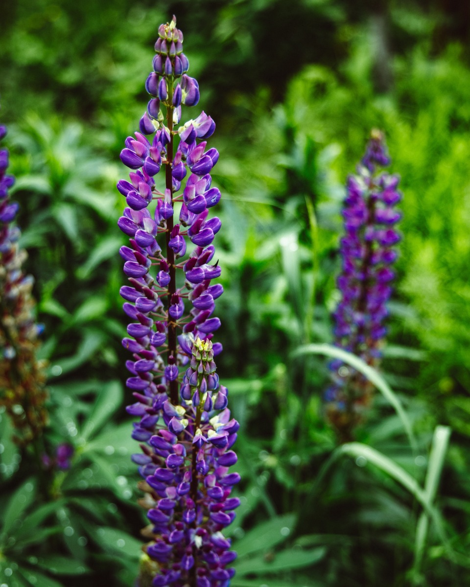 Lavendel gießen