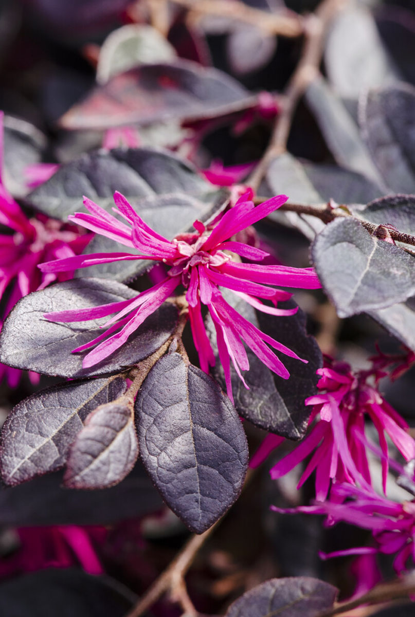 Blumen des Loropetalum 