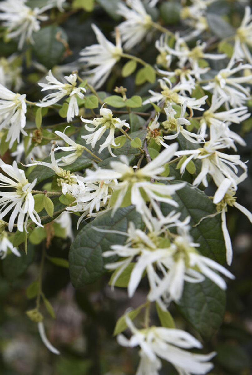 Loropetalum Pflanzen