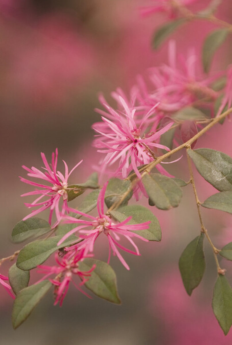 Loropetalum Standort