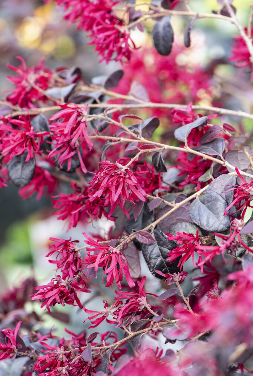 Ernährung für das Loropetalum 