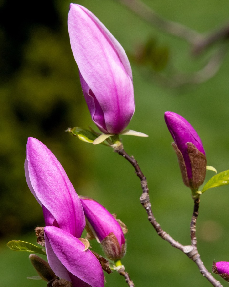 welcher Standort Magnolie 