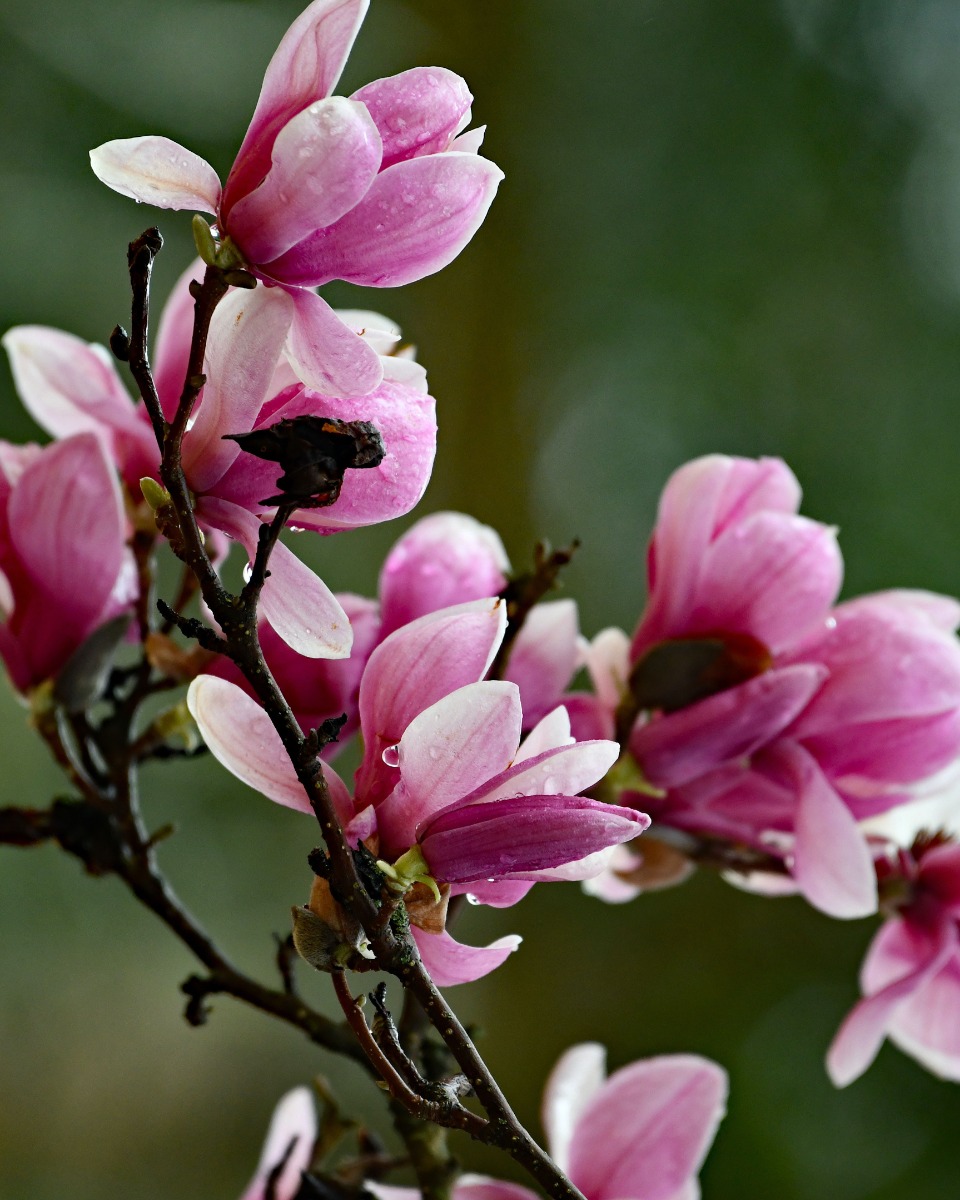 Magnolien gießen