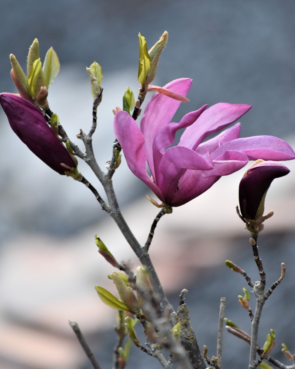 Ernährung für Magnolia