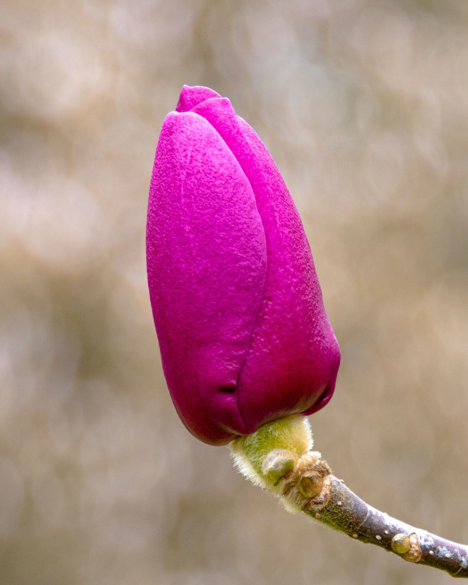 Magnolien Blumen