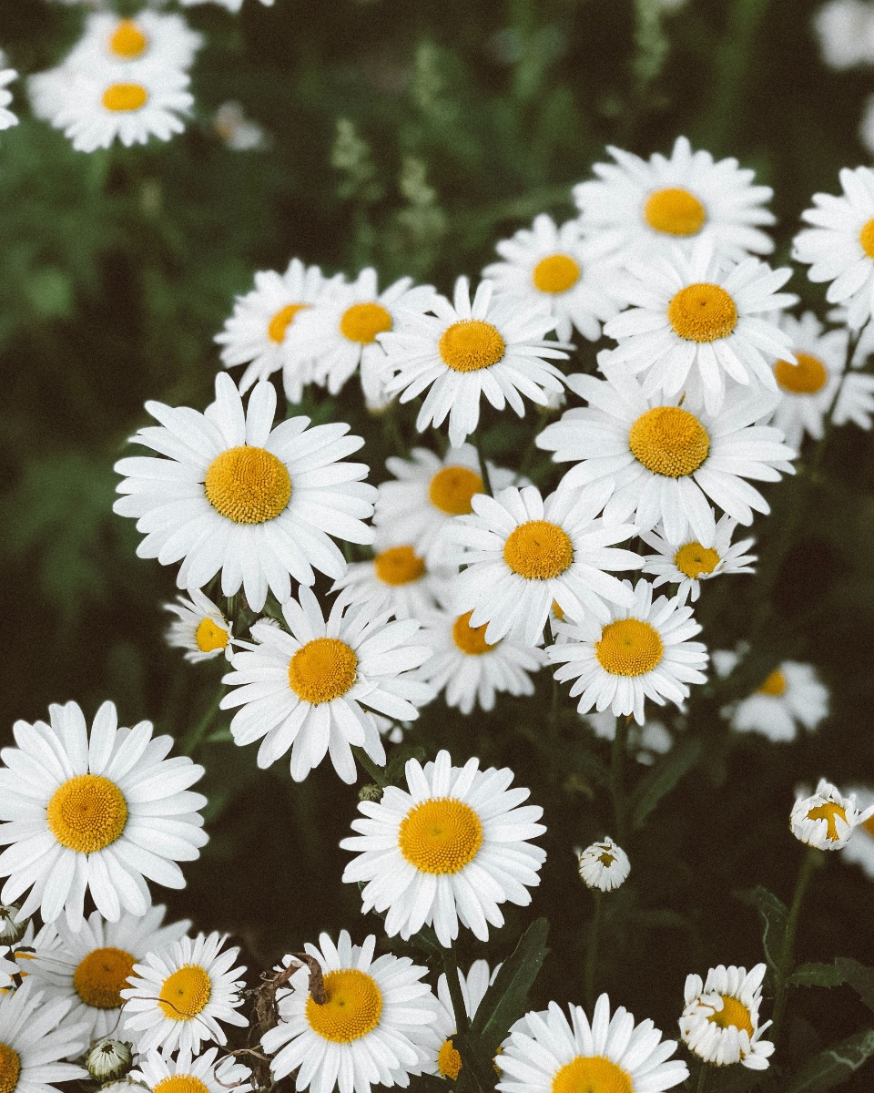 Gänseblümchen Leucanthemum 