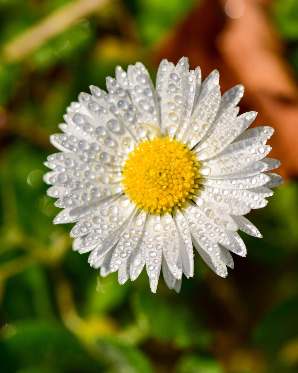 Gänseblümchen gießen