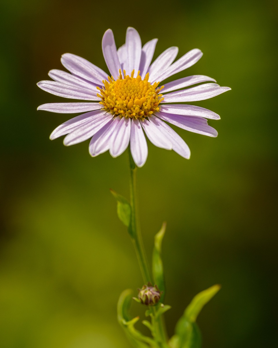 Blumen vom Gänseblümchen