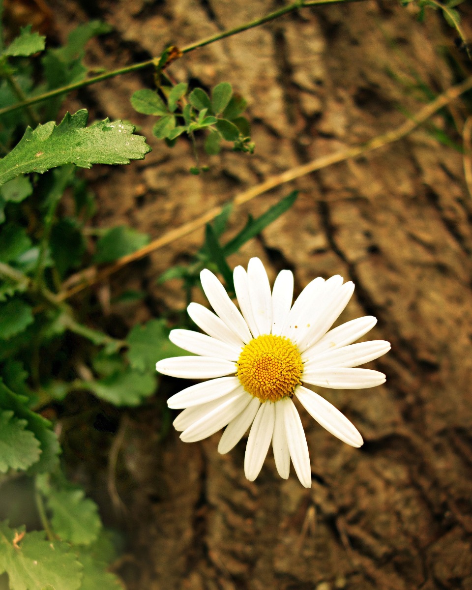 Gänseblümchen pflegen