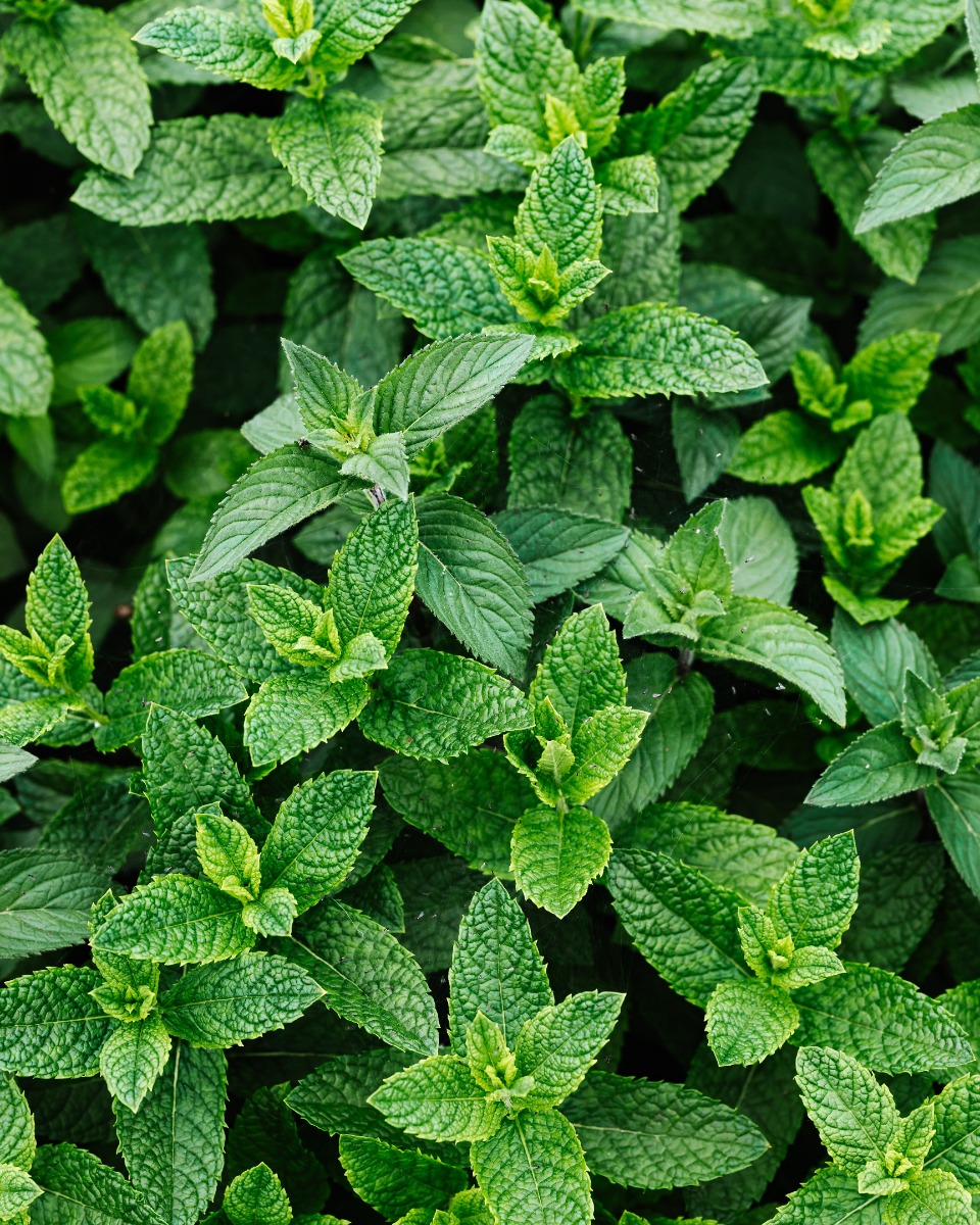 Minze Mentha spicata