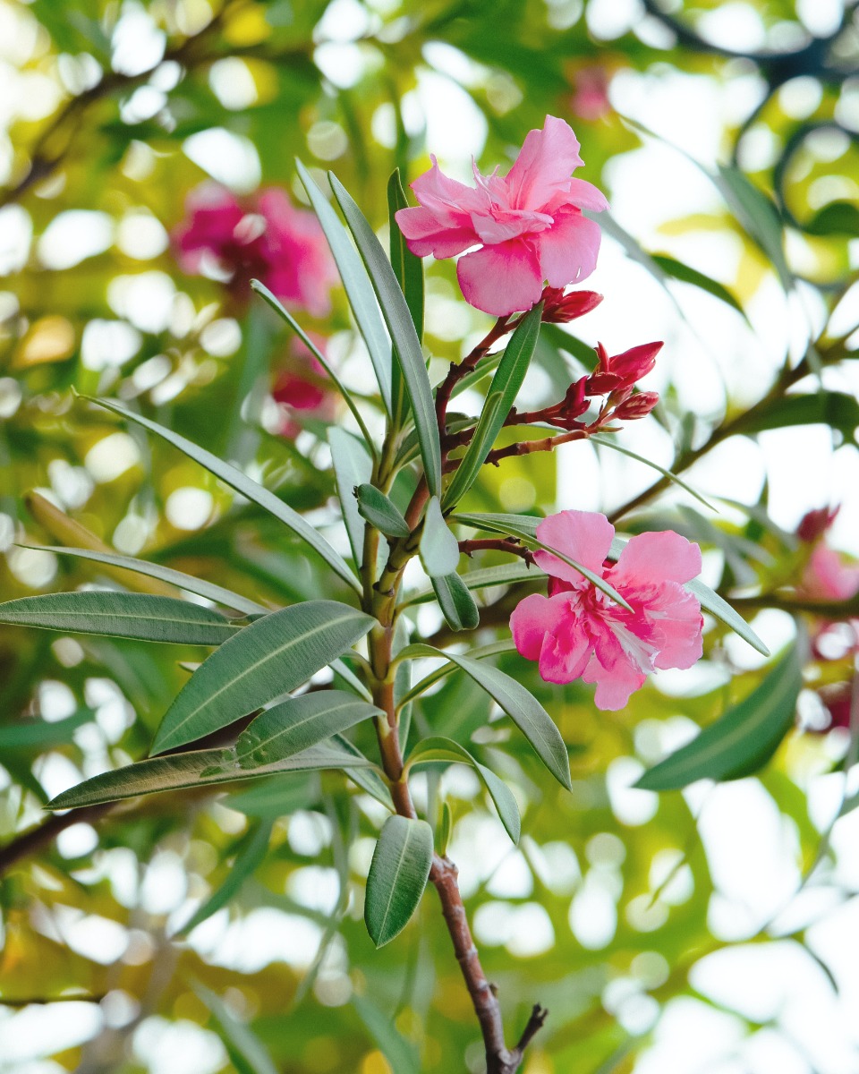 Fleurs de laurier-rose 