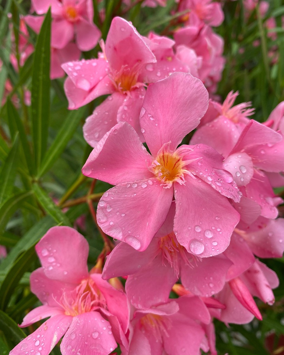 Arrosage du laurier-rose