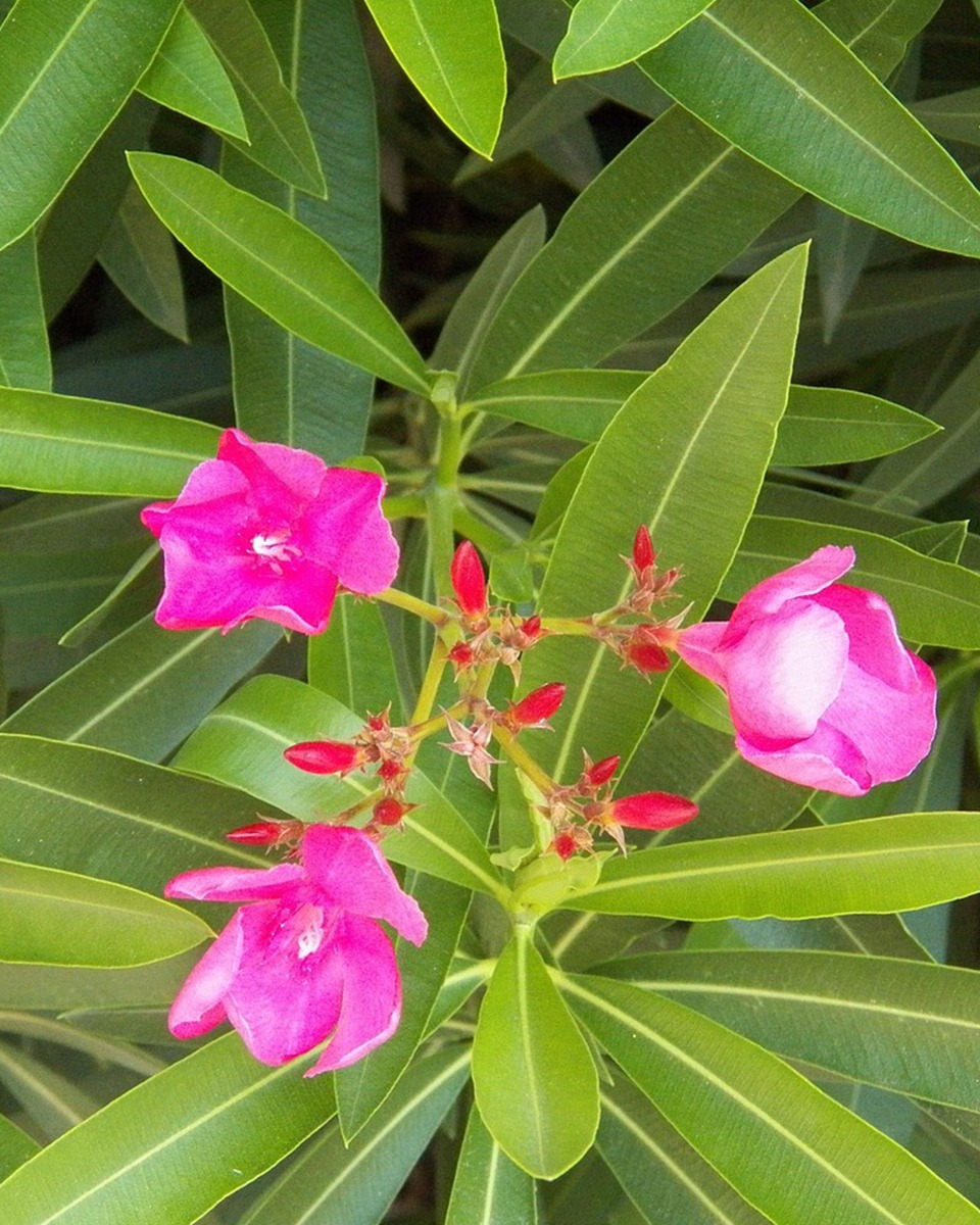 Standort des Oleanders Standort des Oleanders