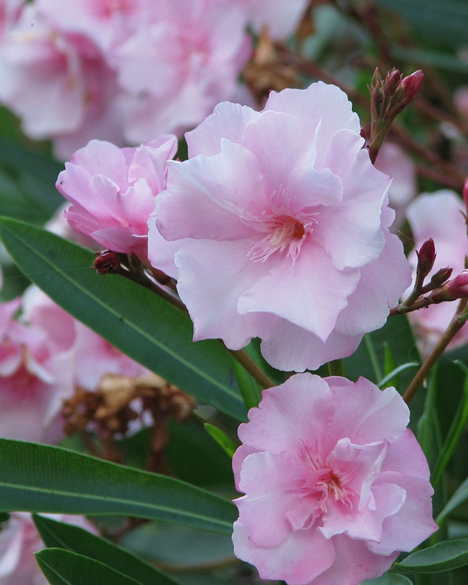 Nahrung für den Oleander 