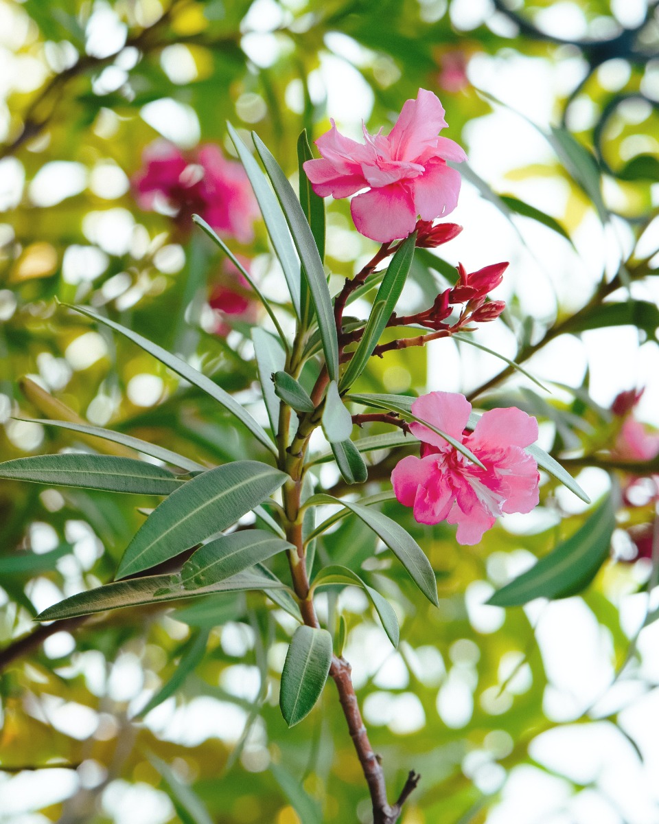 Oleander Blumen