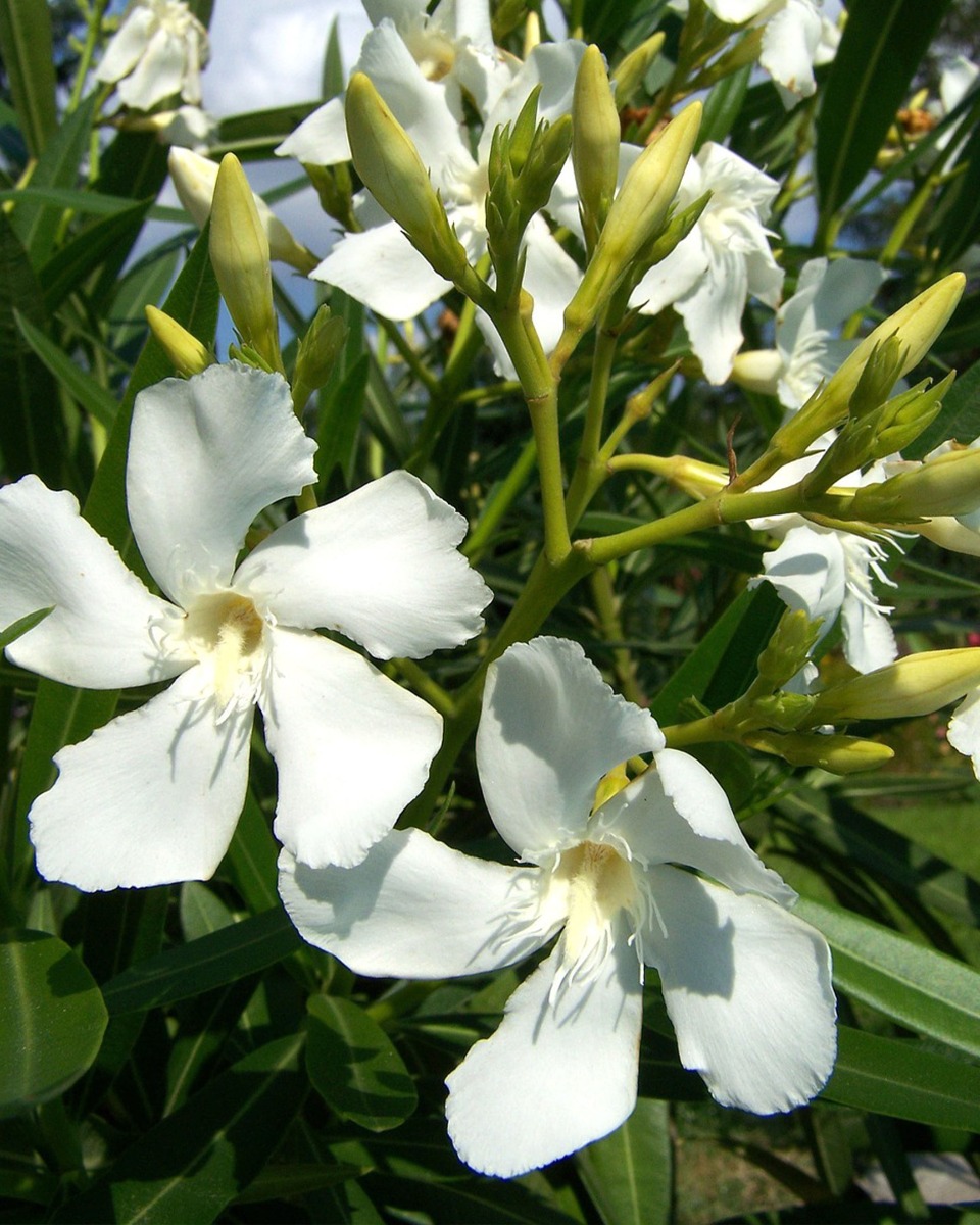 Oleander Pflanzen