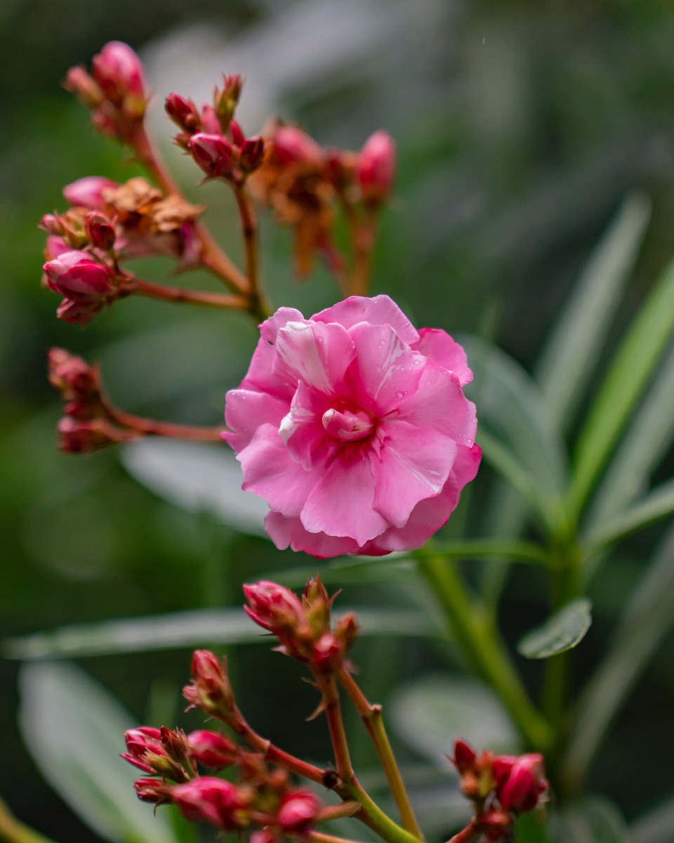Oleander beibehalten Oleander beibehalten