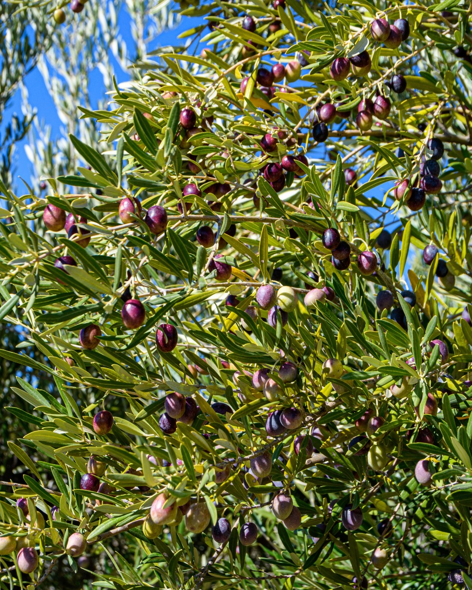 Umtopfen eines Olivenbaums
