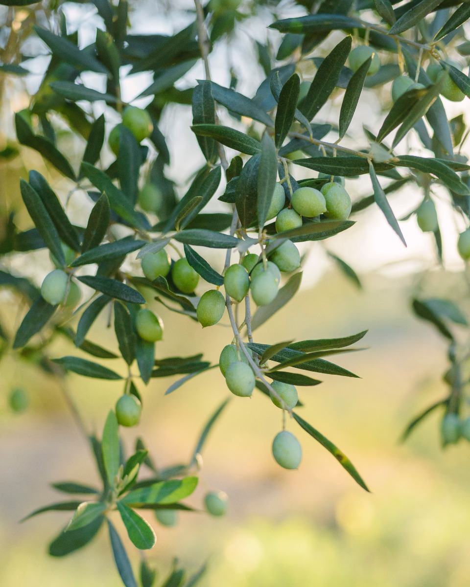 Olivenbaumblätter und -stamm
