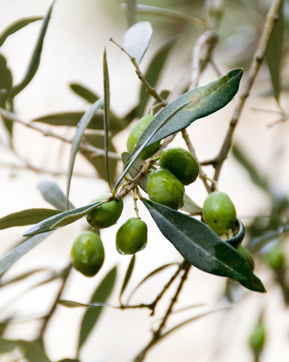 Ernährung für Olivenbäume