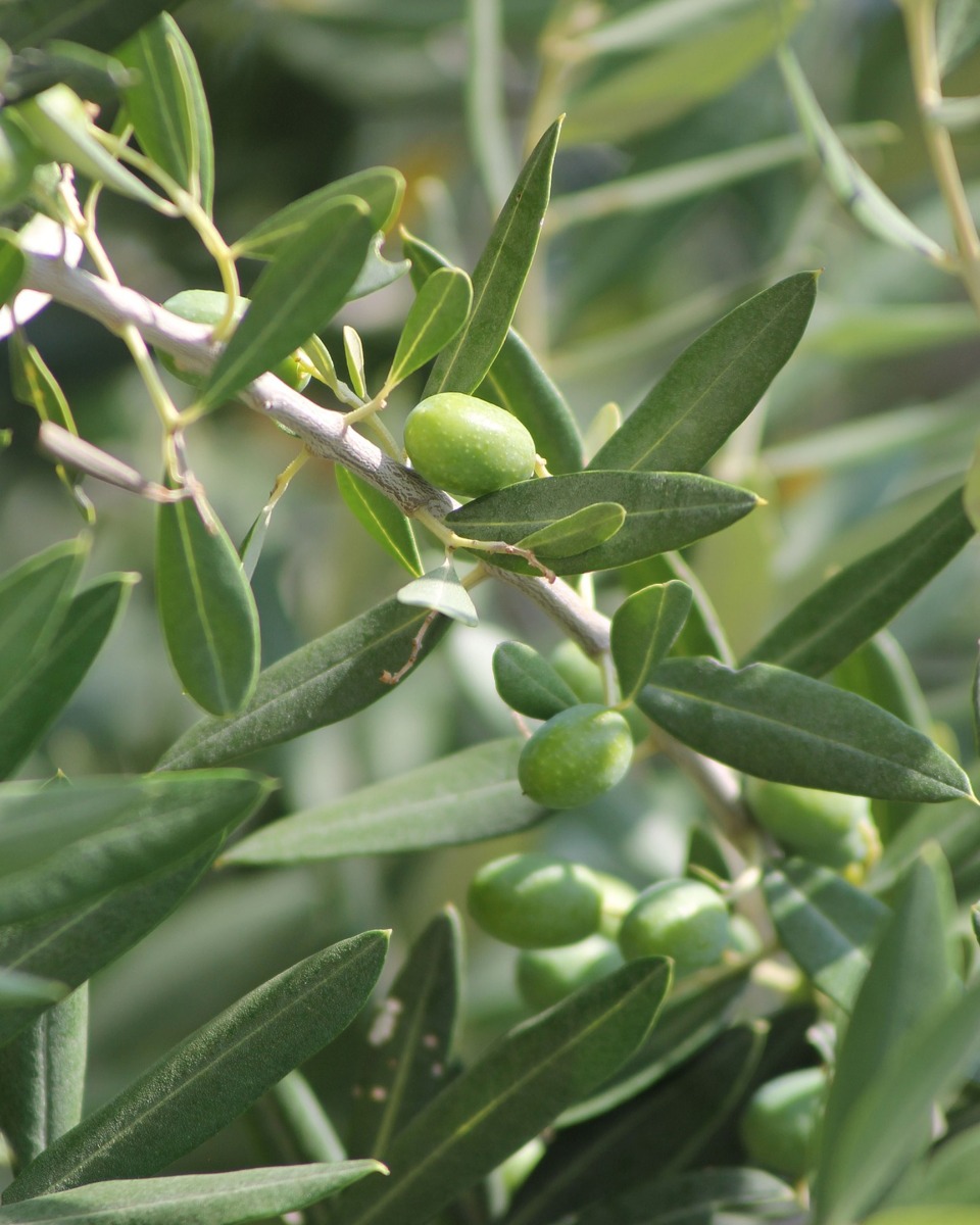Bewässerung des Olivenbaums