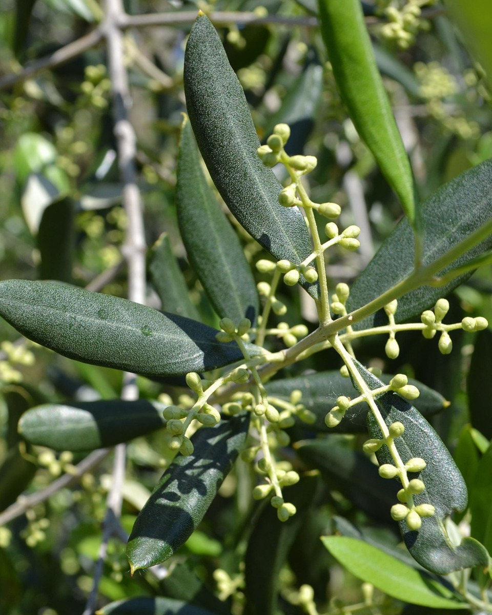 Olivenbaum Olivenzweige