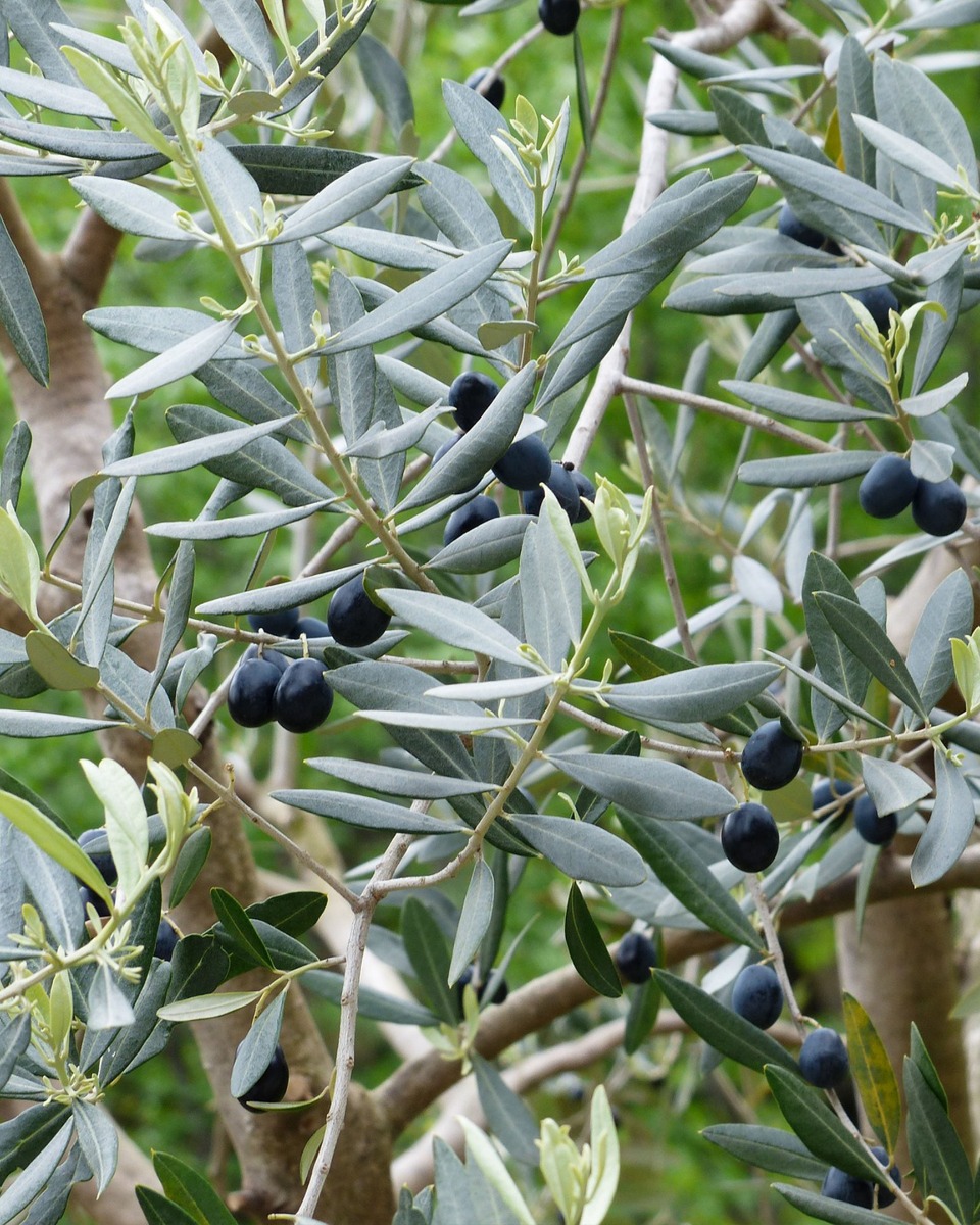 Beschneiden des Olivenbaums